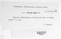Puccinia ribis image